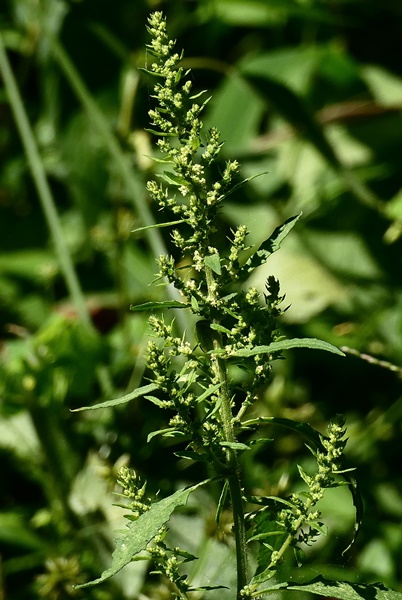 {Dysphania ambrosioides}